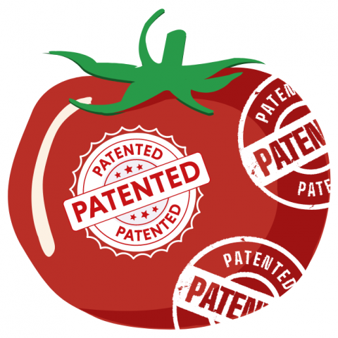 Tomato patent