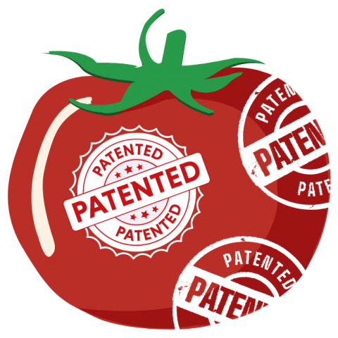 tomato patent